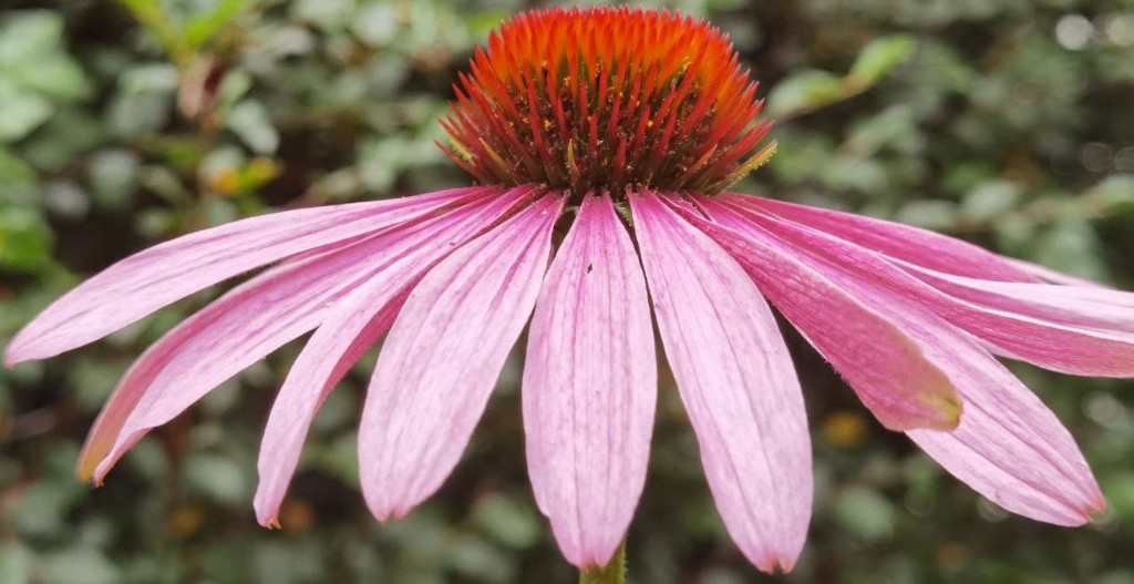 Kornblume mit rosafarbenen Petalen und orangefarbener Mitte.