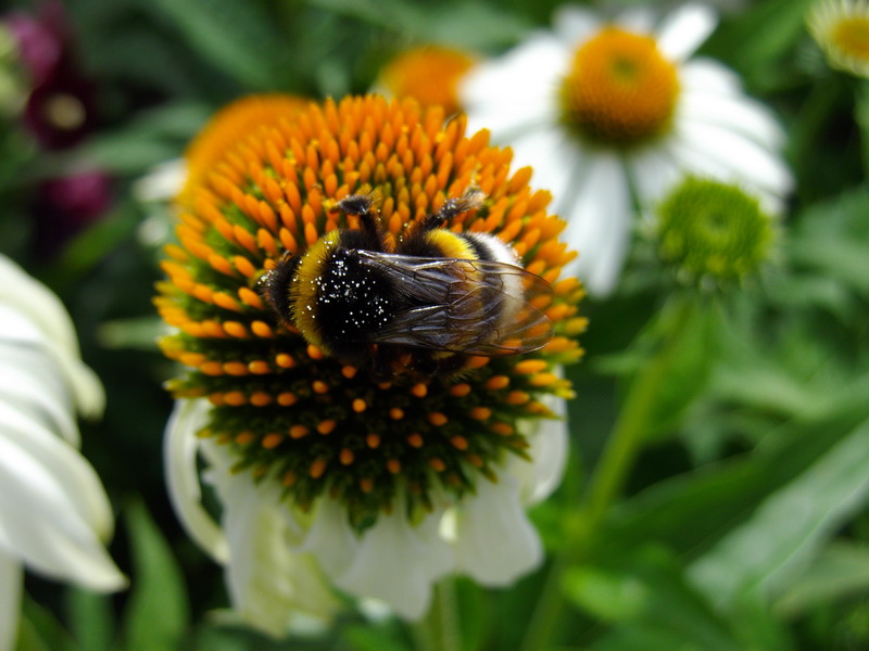 Bumerang am Kaktus mit weißen Blüten im Hintergrund.