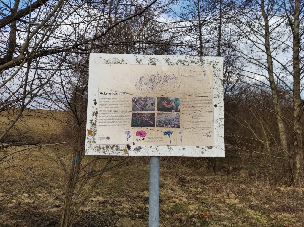Info-Schild Ackerwildkräuter in Altomünster.