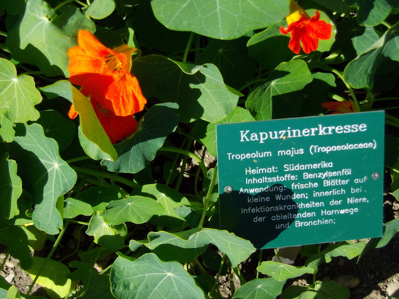 Kapuzinerkresse, Tropeolum majus, im Garten.