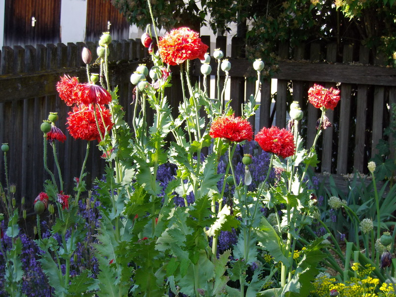Rosige Poppies in einem Garten mit Holzzaun.