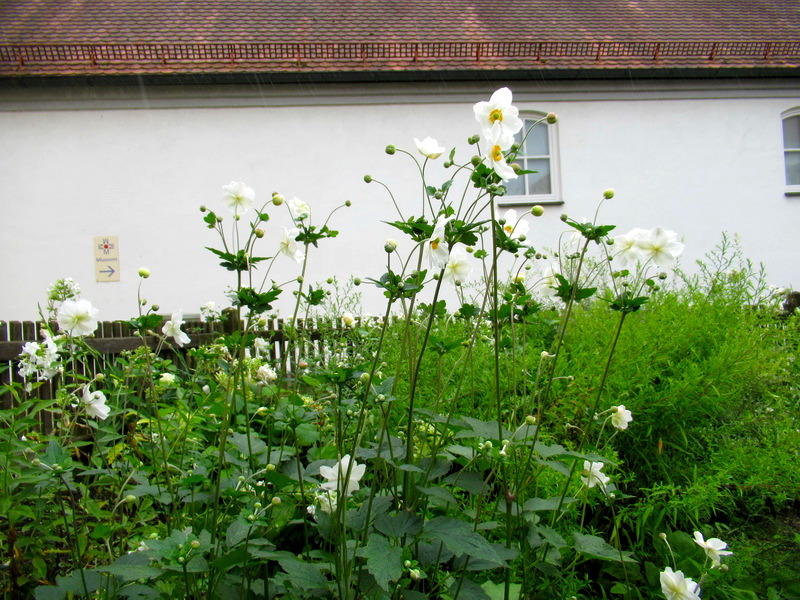 Weiße Blumen in einem Garten vor einem weißen Haus.