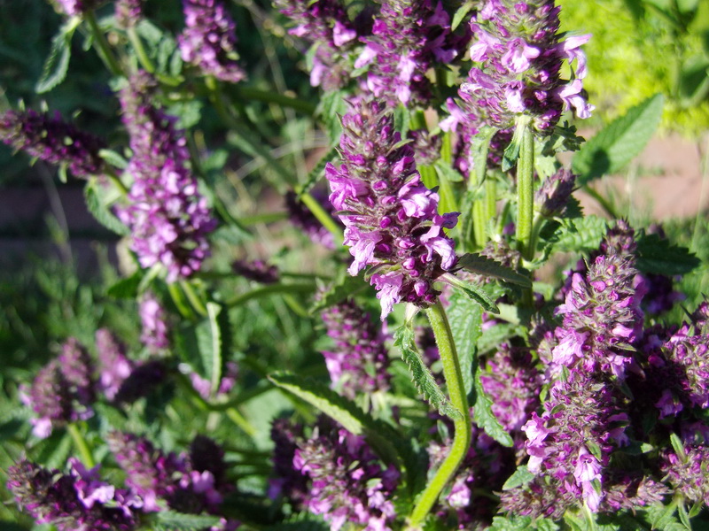 Lila Blumen im Garten, mit Blättern und Stängeln.