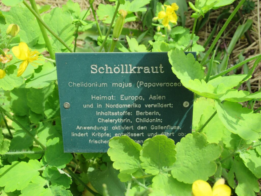 Schöllkraut (Chelidonium majus) – Pappieraceae, Europa, Asien, Nordamerika, Berberin, Chelerythrin, Chlidonin, aktiviert Gallenfluss, lindert Krämpfe, frischend ab.