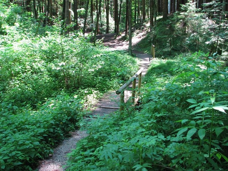 Steigweg durch dichtes Waldgebiet mit Holzbrücke und Pfad.