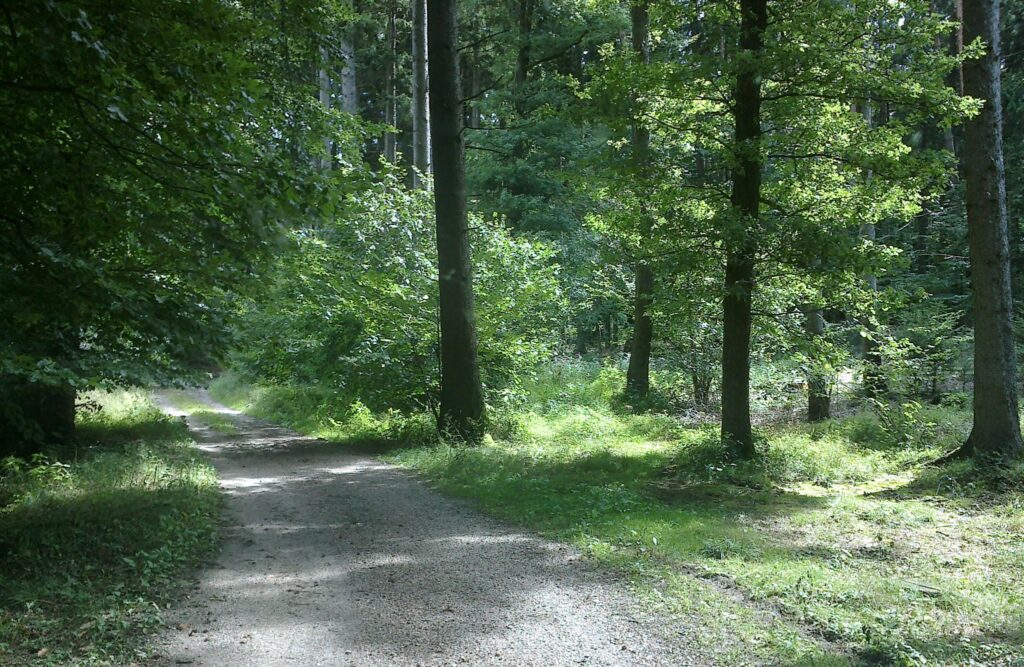 Bauland im Wald, Schotterweg zwischen Bäumen.