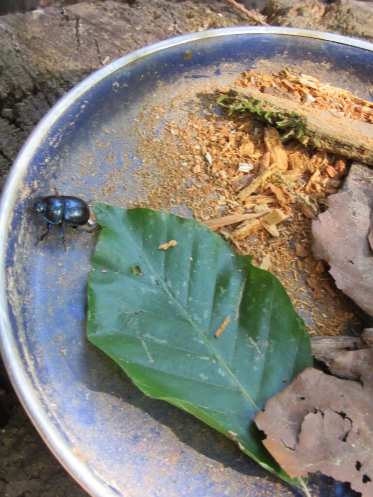 Käfer auf blauem Teller mit Pflanzenreste und Stroh.