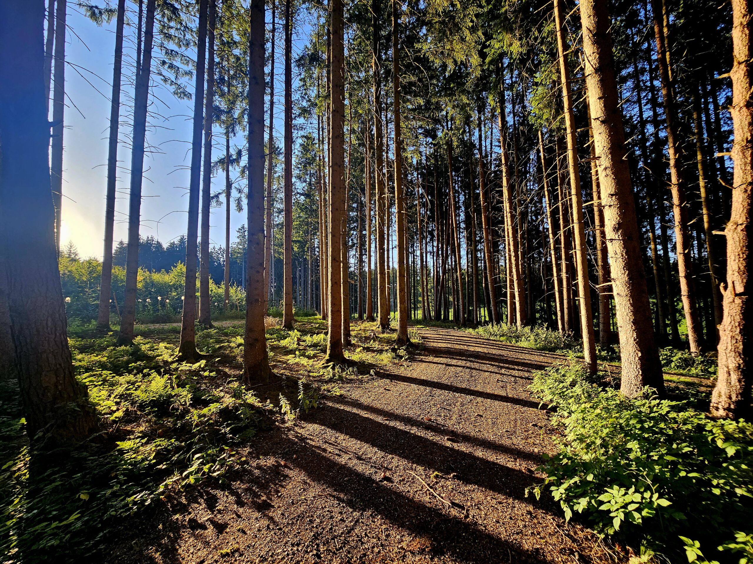 Sperrholzweg durch Wald, Sonnenschein auf Pflanzen, Weg führt in den Binnen des Waldes.