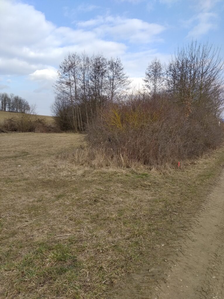 Wald mit Gras und Weg im Marktplatz Altomünster.